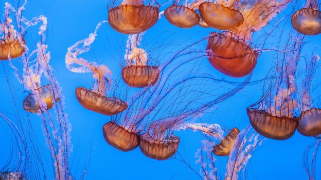 ferite, punture, tracine, ricci, meduse