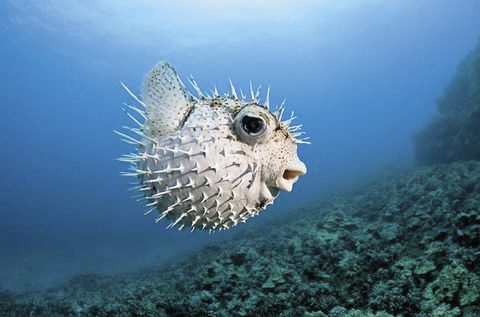 Pesce palla velenoso