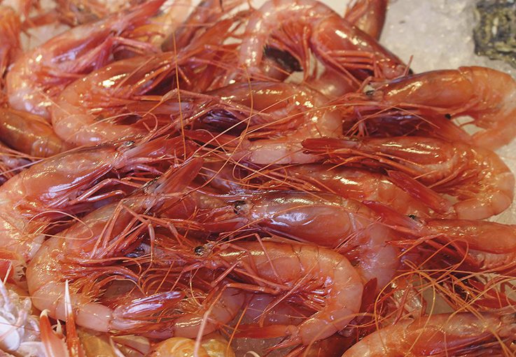 gamberi-argentini-rossi