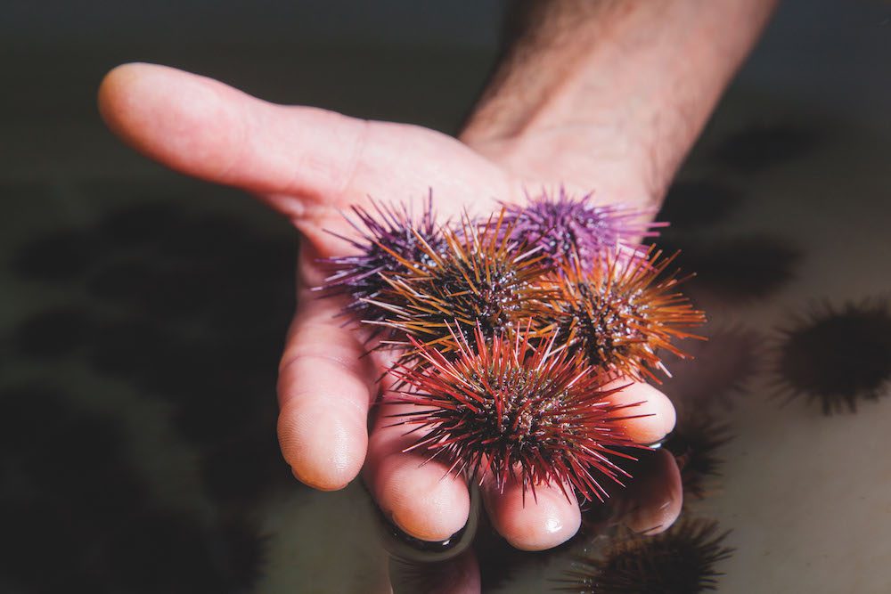 ricci di mare