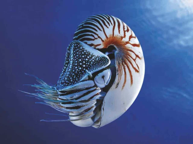 nautilus