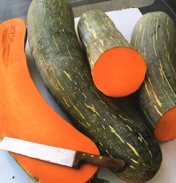 Zucca-Lunga-di-Napoli