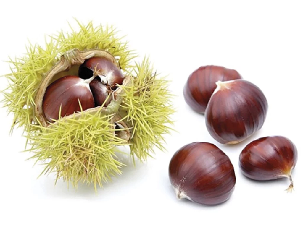 castagne-riccio copia