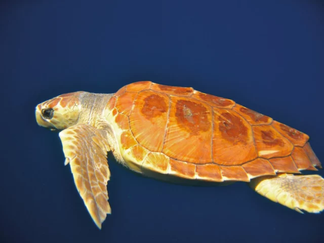 caretta tartaruga marina