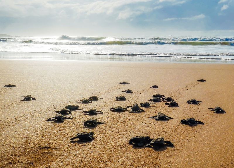 nidificazione tartarughe marine