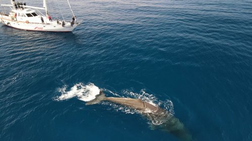 FPT Industrial fornisce motori all'Istituto Tethys per proteggere i cetacei nel Santuario Pelagos in Mediterraneo. Sostenibilità e biodiversità marina.