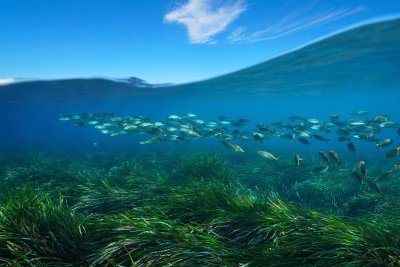 FPT Industrial supporta Blue Forest di One Ocean Foundation per ripristinare le praterie di Posidonia oceanica mediterranee