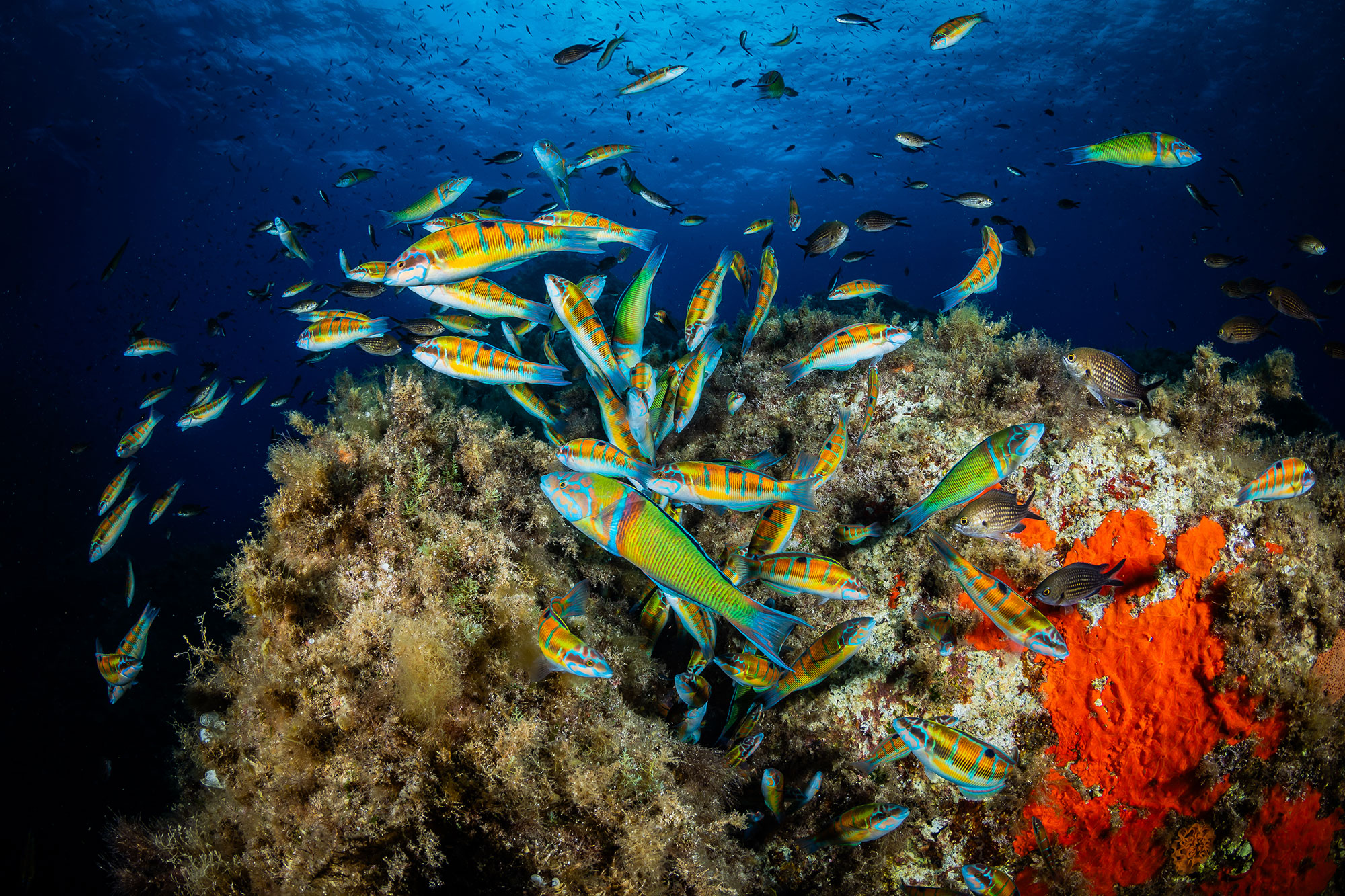 Partecipa ai concorsi fotografici gratuiti del Mediterraneo 2025. Vinci escursioni e gadget immortalando la biodiversità