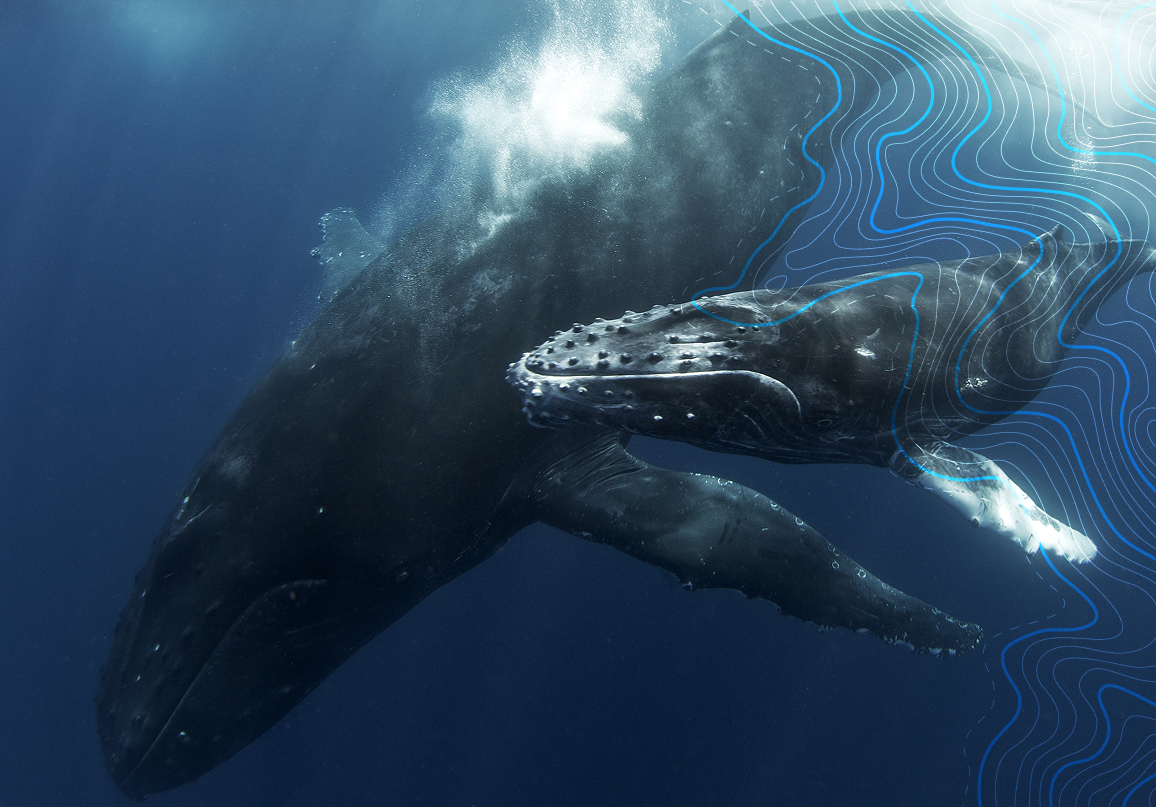 North Sails e IFAW lanciano Whale Alert 4.0: l'app gratuita per segnalare balene e prevenire collisioni navali in Europa